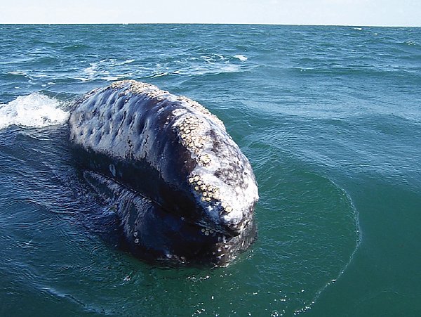 Pacific Gray Whale